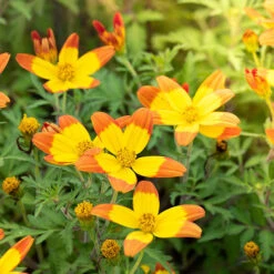 Bidens 'Hawaiian Flare' 9 Bidens 'Hawaiian Flare' -Garden Bulbs Store 400551 3
