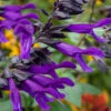 Salvia 'Amistad' -Garden Bulbs Store 400667