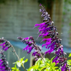 Salvia 'Amistad' -Garden Bulbs Store 400667 1