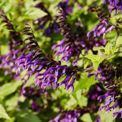 Salvia 'Amistad' -Garden Bulbs Store 400667 2