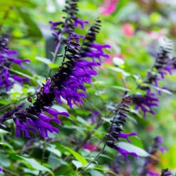 Salvia 'Amistad' -Garden Bulbs Store 400667 3