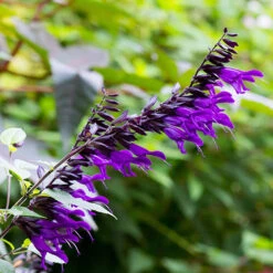 Salvia 'Amistad' -Garden Bulbs Store 400667 4