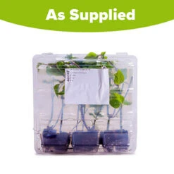 Salvia 'Amistad' -Garden Bulbs Store 400667 5