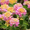 Lantana Evita Rose -Garden Bulbs Store 400723