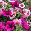 'Eton Mess' Hanging Basket Plug Plants -Garden Bulbs Store 400759