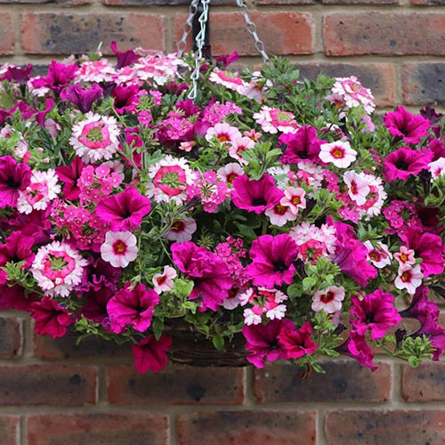 'Eton Mess' Hanging Basket Plug Plants 4 'Eton Mess' Hanging Basket Plug Plants - Image 2