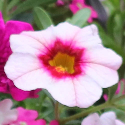 'Eton Mess' Hanging Basket Plug Plants 5 'Eton Mess' Hanging Basket Plug Plants - Image 3