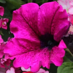 'Eton Mess' Hanging Basket Plug Plants 11 'Eton Mess' Hanging Basket Plug Plants -Garden Bulbs Store 400759 3