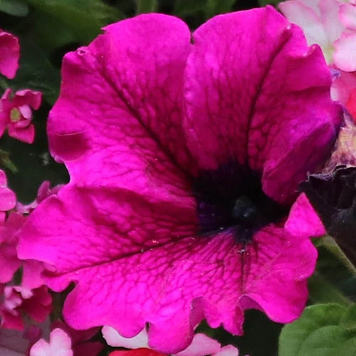 'Eton Mess' Hanging Basket Plug Plants 6 'Eton Mess' Hanging Basket Plug Plants - Image 4