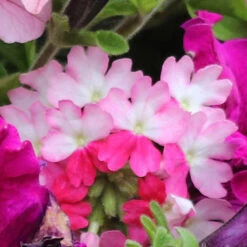 'Eton Mess' Hanging Basket Plug Plants 12 'Eton Mess' Hanging Basket Plug Plants -Garden Bulbs Store 400759 4