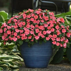 Busy Lizzie 'Beacon' -Garden Bulbs Store 400804 6