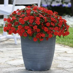 Busy Lizzie 'Beacon' -Garden Bulbs Store 400804 7