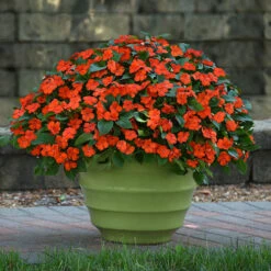 Busy Lizzie 'Beacon' -Garden Bulbs Store 400804 8