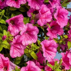 Surfinia Petunia Collection -Garden Bulbs Store 400881 3