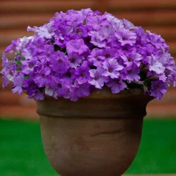 Surfinia Petunia Collection -Garden Bulbs Store 400881 4