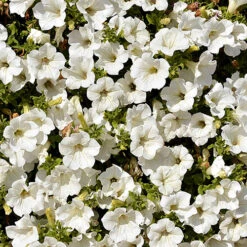 Surfinia Petunia Collection -Garden Bulbs Store 400881 5