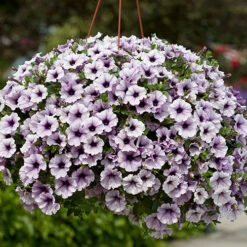 Surfinia Petunia Collection -Garden Bulbs Store 400881 8