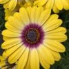 African Daisy Osteospermum 'Tropic Sun'