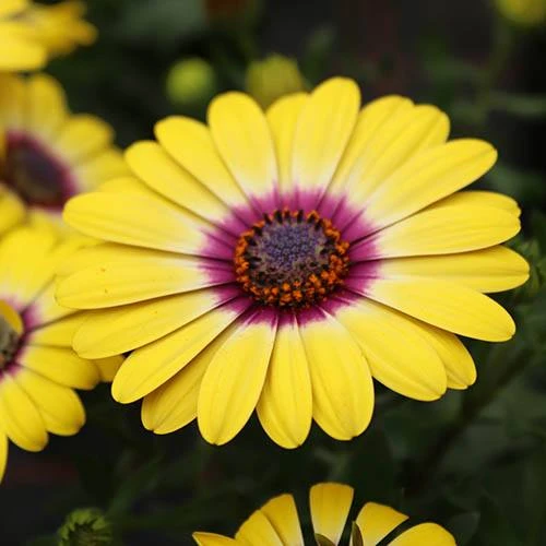 African Daisy Osteospermum 'Tropic Sun' 4 African Daisy Osteospermum 'Tropic Sun' - Image 2