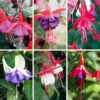 Complete Hardy Fuchsia Collection -Garden Bulbs Store 400947
