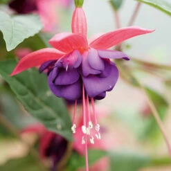 Complete Hardy Fuchsia Collection -Garden Bulbs Store 400947 2