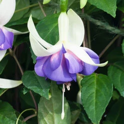 Complete Hardy Fuchsia Collection -Garden Bulbs Store 400947 4