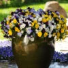 Trailing Hardy Pansy 'Cool Wave' Mix -Garden Bulbs Store 400967