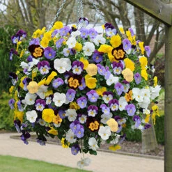 Trailing Hardy Pansy 'Cool Wave' Mix 8 Trailing Hardy Pansy 'Cool Wave' Mix -Garden Bulbs Store 400967 1