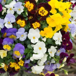 Trailing Hardy Pansy 'Cool Wave' Mix 9 Trailing Hardy Pansy 'Cool Wave' Mix -Garden Bulbs Store 400967 2