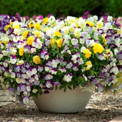 Trailing Hardy Pansy 'Cool Wave' Mix 10 Trailing Hardy Pansy 'Cool Wave' Mix -Garden Bulbs Store 400967 3