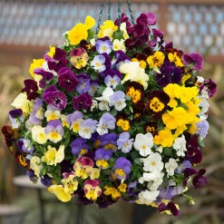 Trailing Hardy Pansy 'Cool Wave' Mix 11 Trailing Hardy Pansy 'Cool Wave' Mix -Garden Bulbs Store 400967 4