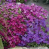 Aubretia Royal Mix -Garden Bulbs Store 401147