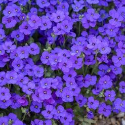 Aubretia Royal Mix -Garden Bulbs Store 401147 2