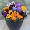 Pansy Colourburst 1 Pansy Colourburst -Garden Bulbs Store 401155