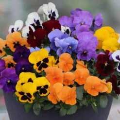 Pansy Colourburst -Garden Bulbs Store 401155 2