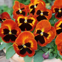 Pansy Solar Flare -Garden Bulbs Store 401156 2