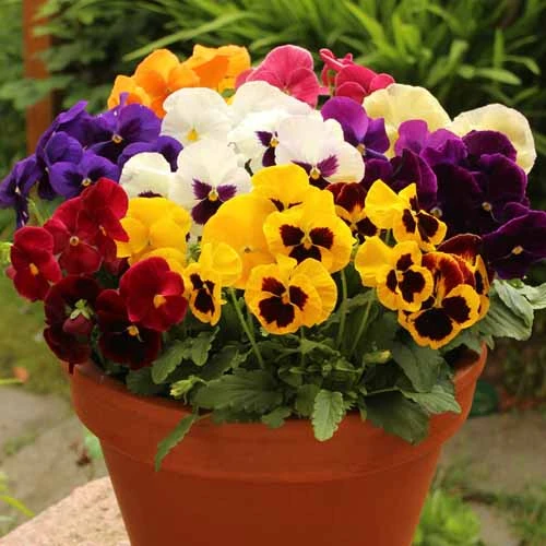 Pansy Grande Fragrance 3 Pansy Grande Fragrance