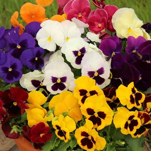 Pansy Grande Fragrance 4 Pansy Grande Fragrance - Image 2