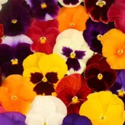 Pansy Grande Fragrance 11 Pansy Grande Fragrance -Garden Bulbs Store 401157 3
