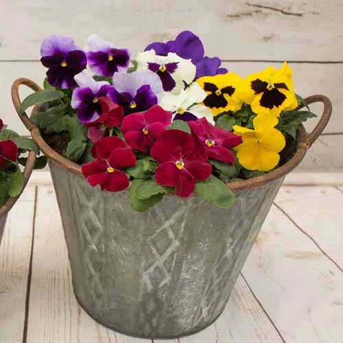 Pansy Grande Fragrance 7 Pansy Grande Fragrance - Image 5