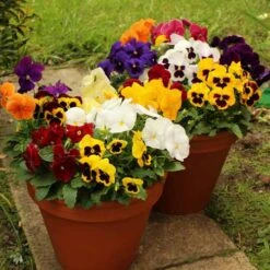 Pansy Grande Fragrance 13 Pansy Grande Fragrance -Garden Bulbs Store 401157 5