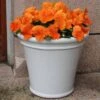 Pansy Tango Magic 2 Pansy Tango Magic -Garden Bulbs Store 401159