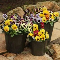 Pansy Can Can -Garden Bulbs Store 401161 1