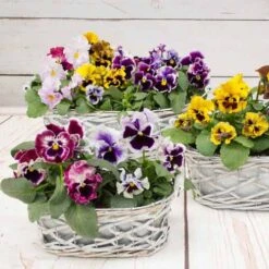 Pansy Can Can -Garden Bulbs Store 401161 2