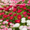 ?Bellis Belle? Bedding Plants 60 Plugs -Garden Bulbs Store 401163