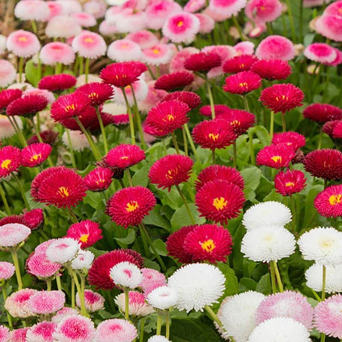 ?Bellis Belle? Bedding Plants 60 Plugs 3 ?Bellis Belle? Bedding Plants 60 Plugs