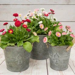 Garden Bulbs Store -Garden Bulbs Store 401163 1