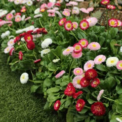?Bellis Belle? Bedding Plants 60 Plugs 7 ?Bellis Belle? Bedding Plants 60 Plugs -Garden Bulbs Store 401163 2