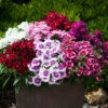 Dianthus Sweet William 'Gem' 1 Dianthus Sweet William 'Gem' -Garden Bulbs Store 401164