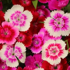 Dianthus Sweet William 'Gem' -Garden Bulbs Store 401164 2